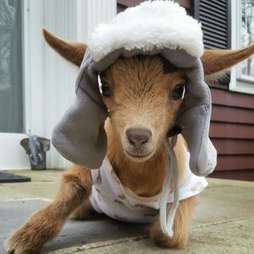 goat hat with horns